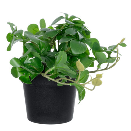 SCHEFFLERA PLANT 20954 Διακοσμητικό Φυτό Σεφλέρα Φ18 x Υ17cm - Μικρα Φυτά και Παχύφυτα Sticky 2