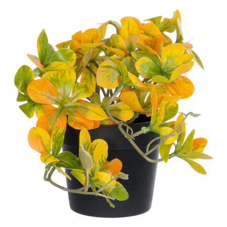 SCHEFFLERA MIX PLANT 20955 Διακοσμητικό Φυτό Σεφλέρα Φ20 x Υ18cm - Μικρα Φυτά και Παχύφυτα Sticky 2