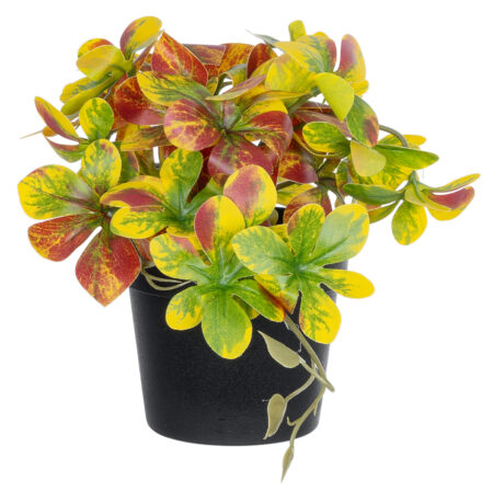 SCHEFFLERA MIX PLANT 20956 Διακοσμητικό Φυτό Σεφλέρα Φ20 x Υ18cm - Μικρα Φυτά και Παχύφυτα Sticky 2