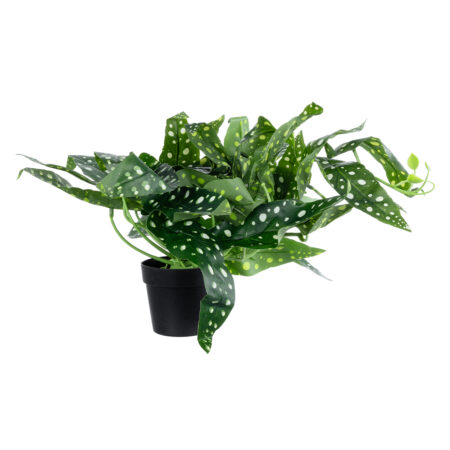 BEGONIA POLKA DOT PLANT 20959 Διακοσμητικό Φυτό Βιγόνια Φ50 x Υ22cm - Τροπικα και Ιδιαιτερα Τεχνητα φυτα Sticky 2