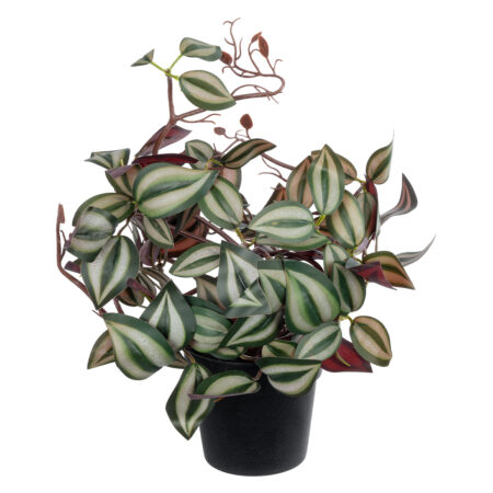 ZEBRINA PLANT 20961 Διακοσμητικό Φυτό Ζεμπρίνα Φ45 x Υ22cm - Μικρα Φυτά και Παχύφυτα