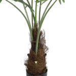SERENOA PALM PLANT 20971 Διακοσμητικό Φυτό Φοίνικα Σερενόα Φ60 x Υ140cm