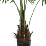 SERENOA PALM PLANT 20972 Διακοσμητικό Φυτό Φοίνικα Σερενόα Φ103 x Υ180cm