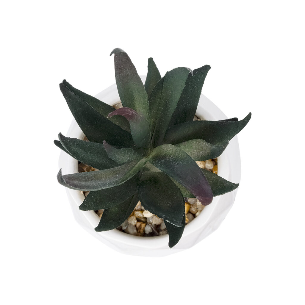 ΠΑΧΥΦΥΤΟ ALOE ΣΕ ΓΛΑΣΤΡΑΚΙ 20978 Διακοσμητικό Φυτό Αλόης Φ7 x Υ14cm
