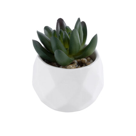 ΠΑΧΥΦΥΤΟ CRASSULA 20979 Διακοσμητικό Φυτό Παχύφυτο Κράσουλα Υ9cm - Μικρα Φυτά και Παχύφυτα