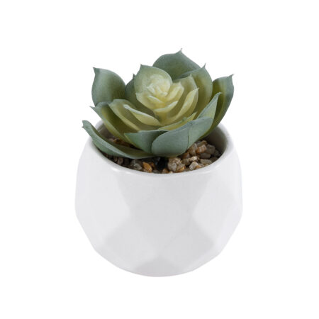 ΠΑΧΥΦΥΤΟ ECHEVERIA 20980 Διακοσμητικό Φυτό Παχύφυτο Εχεβέρια Υ7.5cm - Μικρα Φυτά και Παχύφυτα