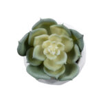 ΠΑΧΥΦΥΤΟ ECHEVERIA 20980 Διακοσμητικό Φυτό Παχύφυτο Εχεβέρια Υ7.5cm