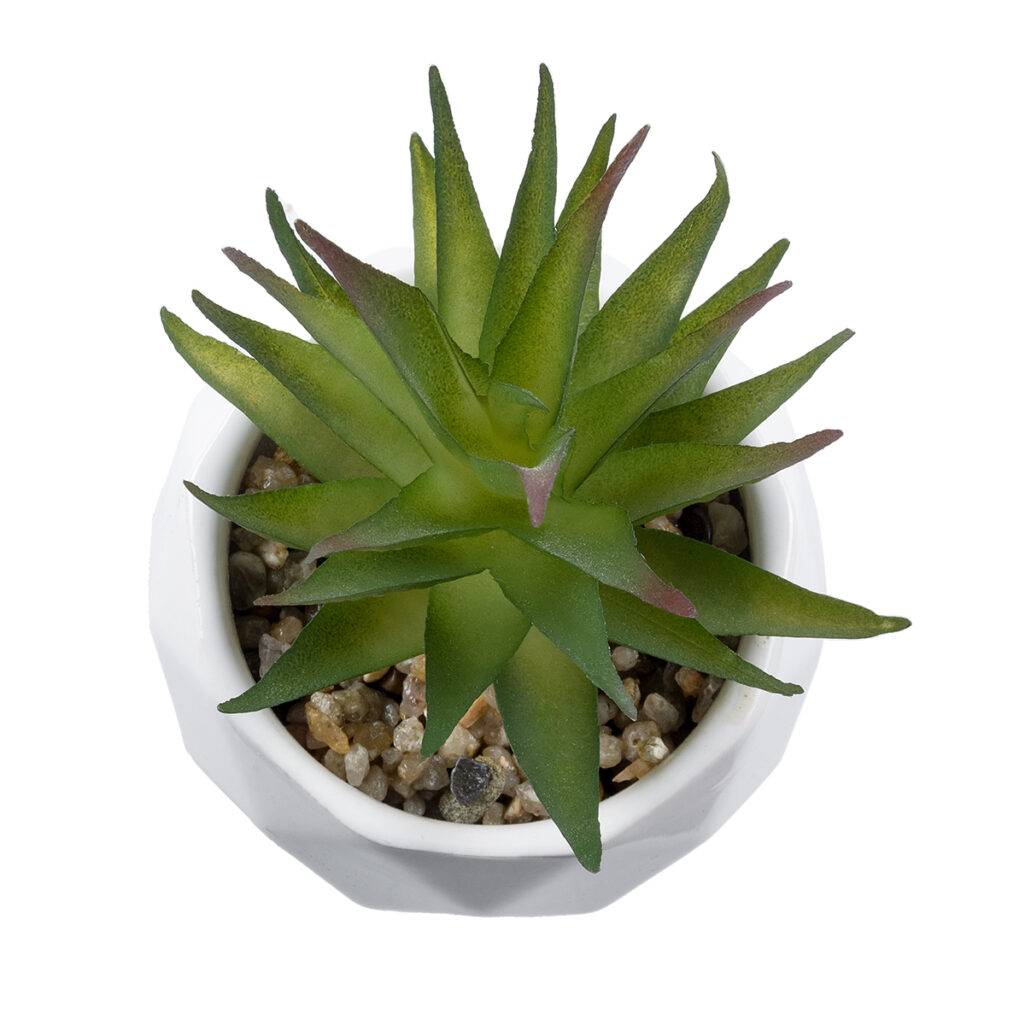 ΠΑΧΥΦΥΤΟ ALOE 20982 Διακοσμητικό Φυτό Παχύφυτο Αλόη Υ11cm