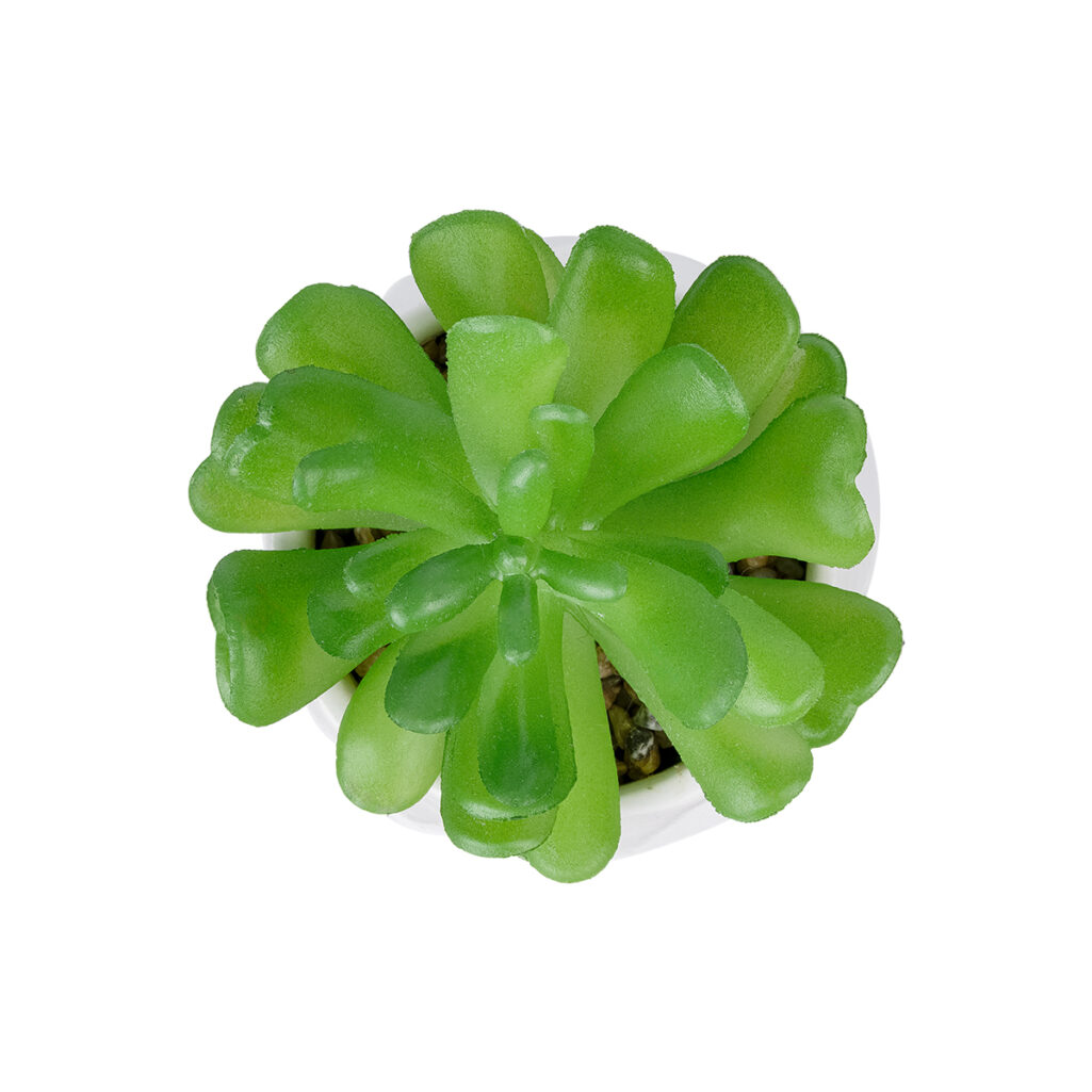 ΠΑΧΥΦΥΤΟ CRASSULA ΣΕ ΓΛΑΣΤΡΑΚΙ 20986 Διακοσμητικό Φυτό Κρασούλα Φ6 x Υ10cm