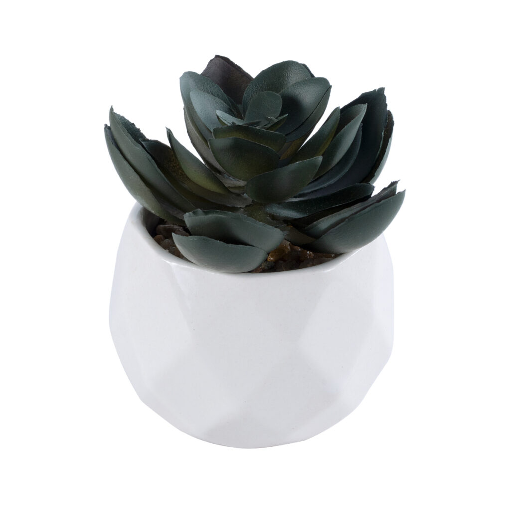 ΠΑΧΥΦΥΤΟ ECHEVERIA 20990 Διακοσμητικό Φυτό Παχύφυτο Εχεβέρια Υ8.5cm