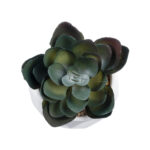 ΠΑΧΥΦΥΤΟ ECHEVERIA 20990 Διακοσμητικό Φυτό Παχύφυτο Εχεβέρια Υ8.5cm