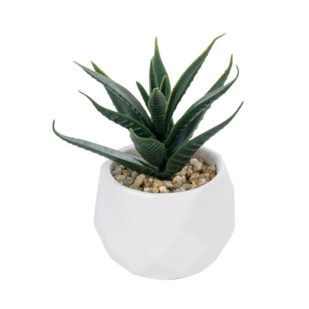 ΠΑΧΥΦΥΤΟ ALOE ΣΕ ΓΛΑΣΤΡΑΚΙ 20992 Διακοσμητικό Φυτό Αλόη Φ8 x Υ12cm - Μικρα Φυτά και Παχύφυτα