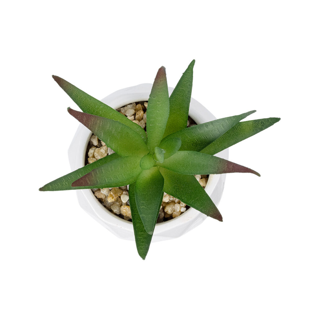 ΠΑΧΥΦΥΤΟ ALOE ΣΕ ΓΛΑΣΤΡΑΚΙ 20993 Διακοσμητικό Φυτό Αλόη Φ8 x Υ12cm