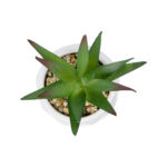 ΠΑΧΥΦΥΤΟ ALOE ΣΕ ΓΛΑΣΤΡΑΚΙ 20993 Διακοσμητικό Φυτό Αλόη Φ8 x Υ12cm
