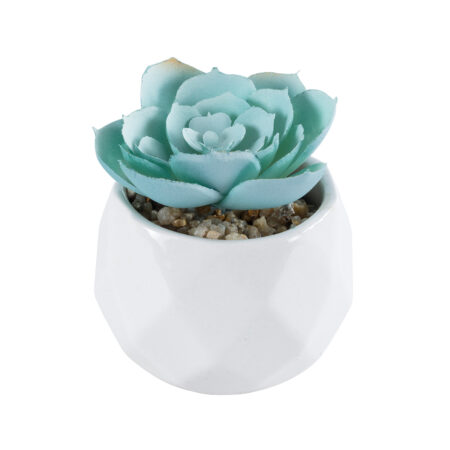 ΠΑΧΥΦΥΤΟ ECHEVERIA 20996 Διακοσμητικό Φυτό Παχύφυτο Εχεβέρια Υ7cm - Μικρα Φυτά και Παχύφυτα