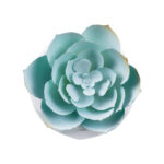 ΠΑΧΥΦΥΤΟ ECHEVERIA 20996 Διακοσμητικό Φυτό Παχύφυτο Εχεβέρια Υ7cm