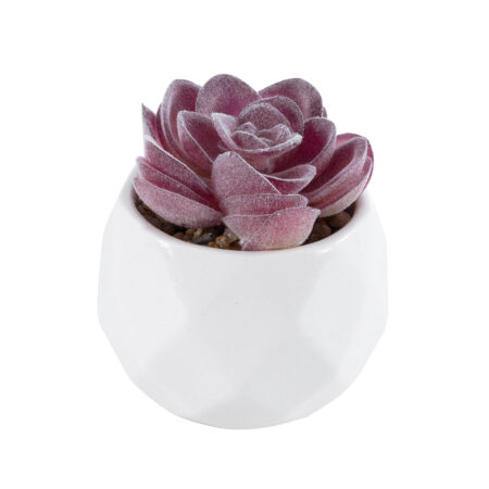 ΠΑΧΥΦΥΤΟ ECHEVERIA 21000 Διακοσμητικό Φυτό Παχύφυτο Εχεβέρια Υ7.5cm - Μικρα Φυτά και Παχύφυτα