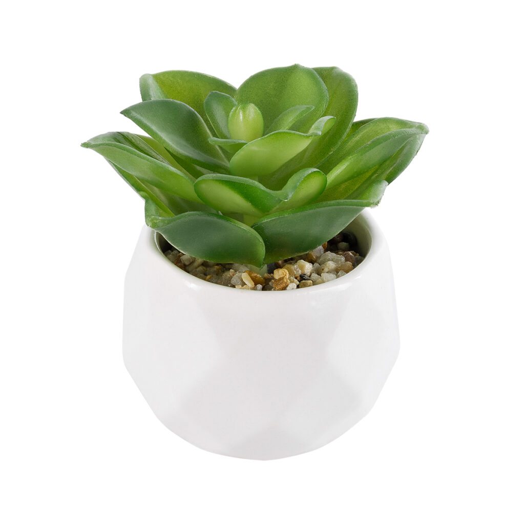 ΠΑΧΥΦΥΤΟ ECHEVERIA 21003 Διακοσμητικό Φυτό Παχύφυτο Εχεβέρια Υ8cm
