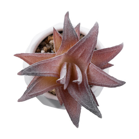 ΠΑΧΥΦΥΤΟ ALOE 21006 Διακοσμητικό Φυτό Παχύφυτο Αλόη Υ10cm - Μικρα Φυτά και Παχύφυτα Sticky 1