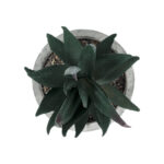 ΠΑΧΥΦΥΤΟ ALOE ΣΕ ΓΛΑΣΤΡΑΚΙ 21007 Διακοσμητικό Φυτό Αλόη Φ7 x Υ14cm
