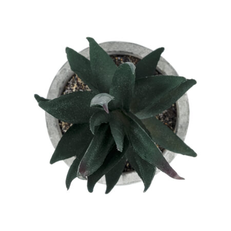 ΠΑΧΥΦΥΤΟ ALOE ΣΕ ΓΛΑΣΤΡΑΚΙ 21007 Διακοσμητικό Φυτό Αλόη Φ7 x Υ14cm - Μικρα Φυτά και Παχύφυτα Sticky 1