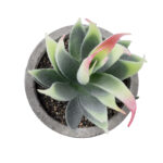 ΠΑΧΥΦΥΤΟ ALOE 21009 Διακοσμητικό Φυτό Παχύφυτο Αλόη Υ14cm