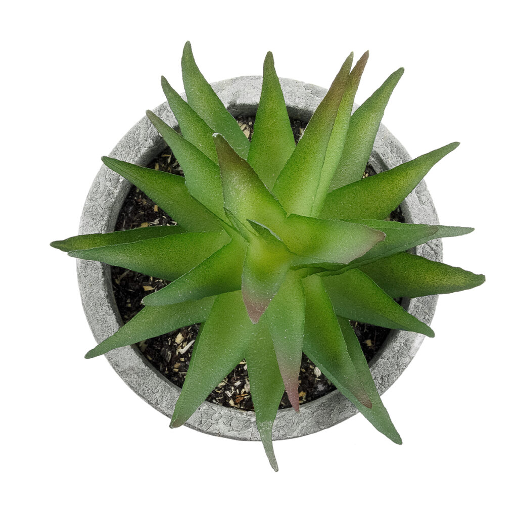 ΠΑΧΥΦΥΤΟ ALOE 21010 Διακοσμητικό Φυτό Παχύφυτο Αλόη Υ11cm