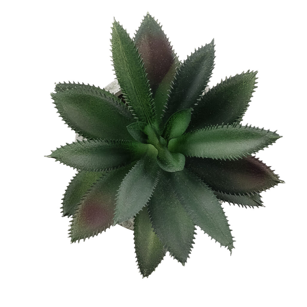 ΠΑΧΥΦΥΤΟ ALOE 21011 Διακοσμητικό Φυτό Παχύφυτο Αλόη Υ13cm