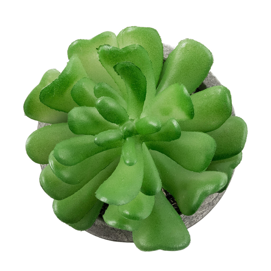 ΠΑΧΥΦΥΤΟ CRASSULA 21014 Διακοσμητικό Φυτό Παχύφυτο Κράσουλα Υ11.5cm