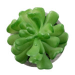 ΠΑΧΥΦΥΤΟ CRASSULA 21014 Διακοσμητικό Φυτό Παχύφυτο Κράσουλα Υ11.5cm