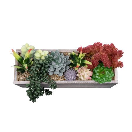 ΠΑΧΥΦΥΤΟ VARIUS PLANT POTTED 21033 Διακοσμητικό Φυτό Μίξ Μ29 x Π10 x Υ18cm - Μικρα Φυτά και Παχύφυτα Sticky 2