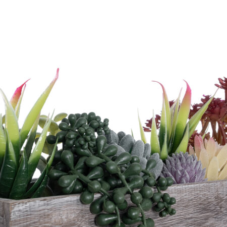 ΠΑΧΥΦΥΤΟ VARIUS PLANT POTTED 21033 Διακοσμητικό Φυτό Μίξ Μ29 x Π10 x Υ18cm - Μικρα Φυτά και Παχύφυτα Sticky 4