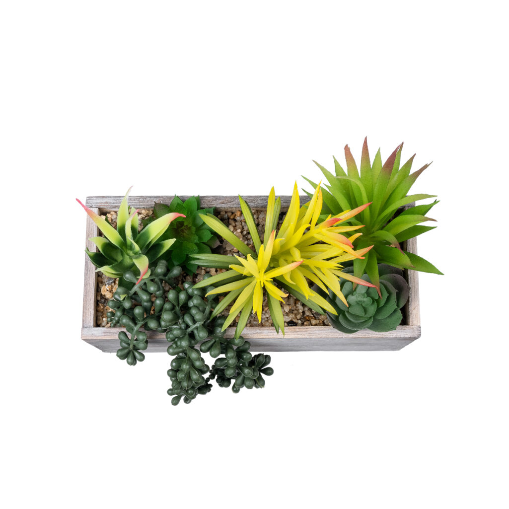 ΠΑΧΥΦΥΤΟ VARIUS PLANT POTTED 21034 Διακοσμητικό Φυτό Μίξ Μ23 x Π13 x Υ23cm