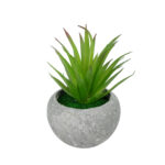 AIR PLANT TILLANDSIA ΣΕ ΓΛΑΣΤΡΑΚΙ 21036 Διακοσμητικό Φυτό Τιλάντσια Φ12 x Υ15cm