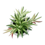 ΠΑΧΥΦΥΤΟ CRASSULA ΣΕ ΓΛΑΣΤΡΑΚΙ 21038 Διακοσμητικό Φυτό Κρασούλα Φ10 x Υ17cm