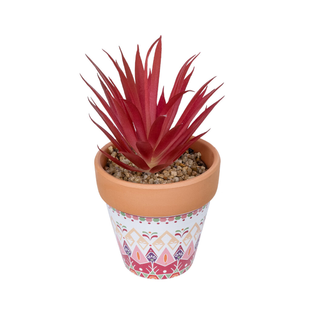 AIR PLANT NEOPHYTUM ΣΕ ΓΛΑΣΤΡΑΚΙ 21042 Διακοσμητικό Φυτό Νεόφυτο Φ12 x Υ15cm