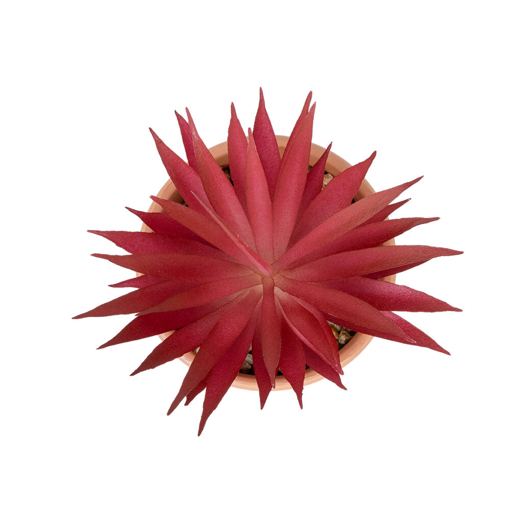 AIR PLANT NEOPHYTUM ΣΕ ΓΛΑΣΤΡΑΚΙ 21042 Διακοσμητικό Φυτό Νεόφυτο Φ12 x Υ15cm