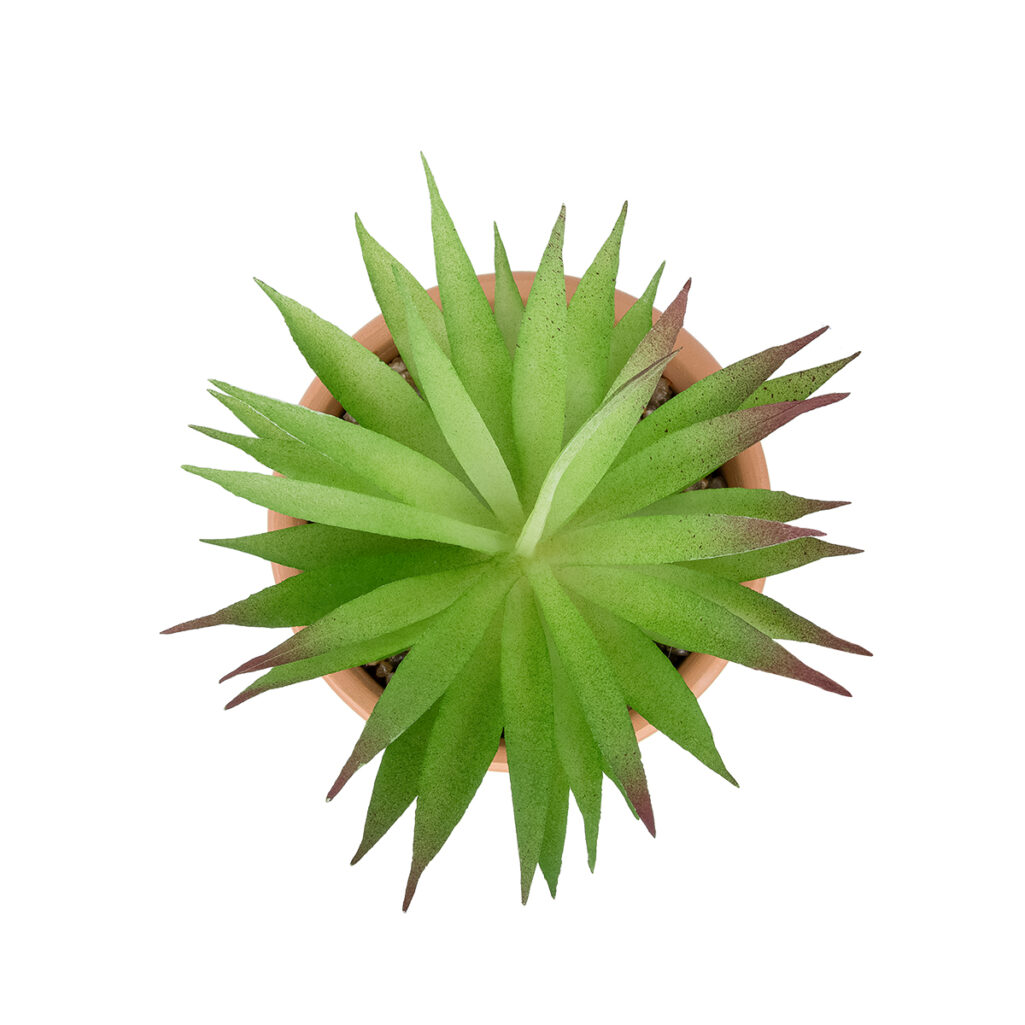 AIR PLANT NEOPHYTUM ΣΕ ΓΛΑΣΤΡΑΚΙ 21043 Διακοσμητικό Φυτό Νεόφυτο Φ12 x Υ15cm