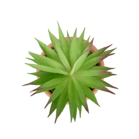 AIR PLANT NEOPHYTUM ΣΕ ΓΛΑΣΤΡΑΚΙ 21043 Διακοσμητικό Φυτό Νεόφυτο Φ12 x Υ15cm - Μικρα Φυτά και Παχύφυτα Sticky 1