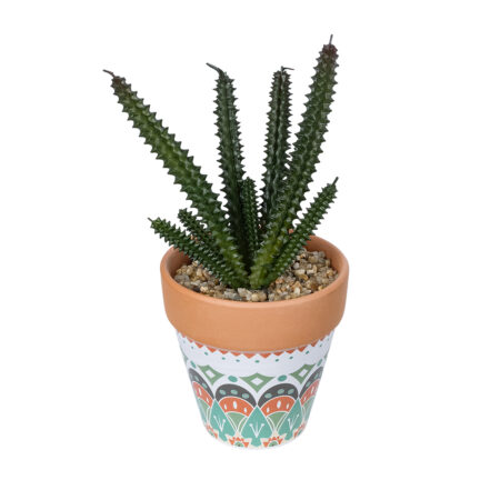 ΠΑΧΥΦΥΤΟ EUPHORBIA ΣΕ ΓΛΑΣΤΡΑΚΙ 21045 Διακοσμητικό Φυτό Ευφορβία Φ11 x Υ19cm - Μικρα Φυτά και Παχύφυτα