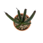 ΠΑΧΥΦΥΤΟ EUPHORBIA ΣΕ ΓΛΑΣΤΡΑΚΙ 21045 Διακοσμητικό Φυτό Ευφορβία Φ11 x Υ19cm