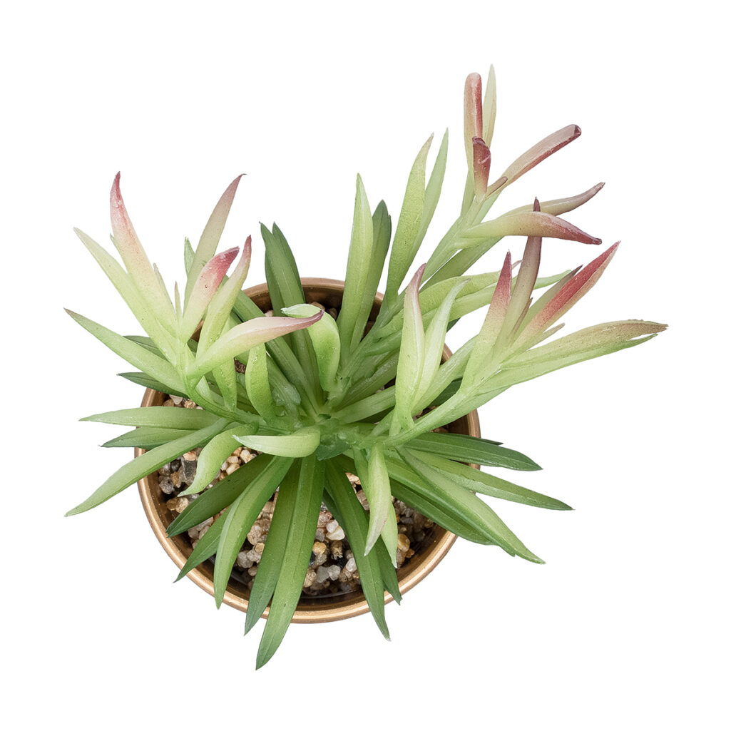 ΠΑΧΥΦΥΤΟ CRASSULA ΣΕ ΓΛΑΣΤΡΑΚΙ 21046 Διακοσμητικό Φυτό Κρασούλα Φ12 x Υ20cm