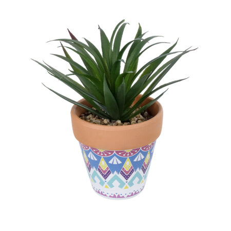ΠΑΧΥΦΥΤΟ SANSEVIERIA ΣΕ ΓΛΑΣΤΡΑΚΙ 21047 Διακοσμητικό Φυτό Σανσεβιέρια  Φ16x Υ20cm - Μικρα Φυτά και Παχύφυτα