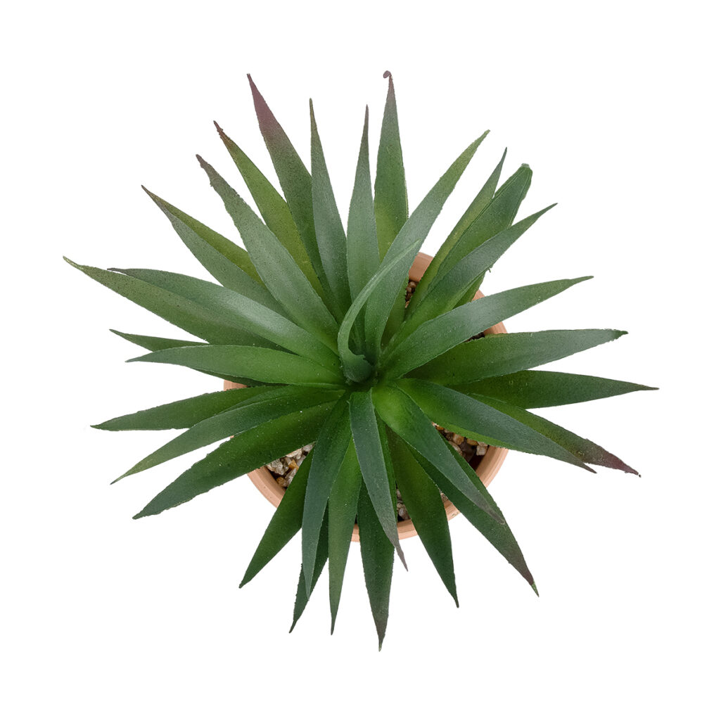 ΠΑΧΥΦΥΤΟ SANSEVIERIA ΣΕ ΓΛΑΣΤΡΑΚΙ 21047 Διακοσμητικό Φυτό Σανσεβιέρια  Φ16x Υ20cm