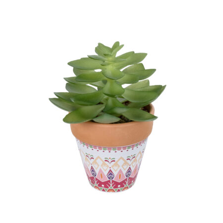 ΠΑΧΥΦΥΤΟ ECHEVERIA ΣΕ ΓΛΑΣΤΡΑΚΙ 21048 Διακοσμητικό Φυτό Εχεβέρια Φ13 x Υ18cm - Μικρα Φυτά και Παχύφυτα