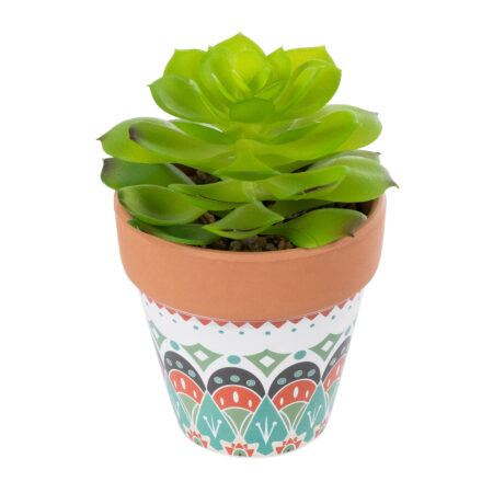 ΠΑΧΥΦΥΤΟ ECHEVERIA 21049 Διακοσμητικό Φυτό Παχύφυτο Εχεβέρια Υ14cm - Μικρα Φυτά και Παχύφυτα