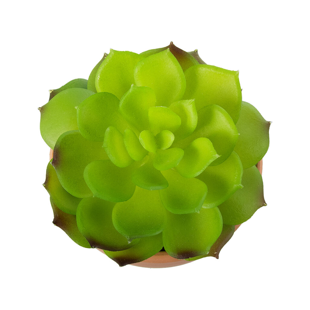 ΠΑΧΥΦΥΤΟ ECHEVERIA 21049 Διακοσμητικό Φυτό Παχύφυτο Εχεβέρια Υ14cm
