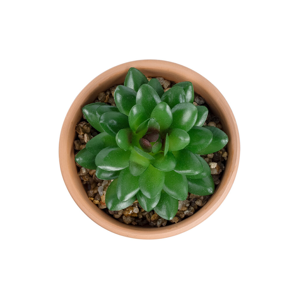 ΠΑΧΥΦΥΤΟ SANSEVIERIA ΣΕ ΓΛΑΣΤΡΑΚΙ 21051 Διακοσμητικό Φυτό Σανσεβιέρια  Φ8x Υ14cm
