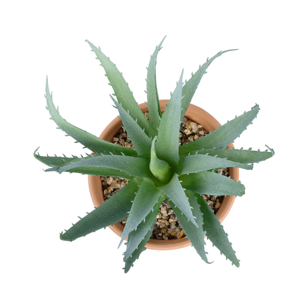 ΠΑΧΥΦΥΤΟ ALOE ΣΕ ΓΛΑΣΤΡΑΚΙ 21053 Διακοσμητικό Φυτό Αλόη Φ15 x Υ19cm