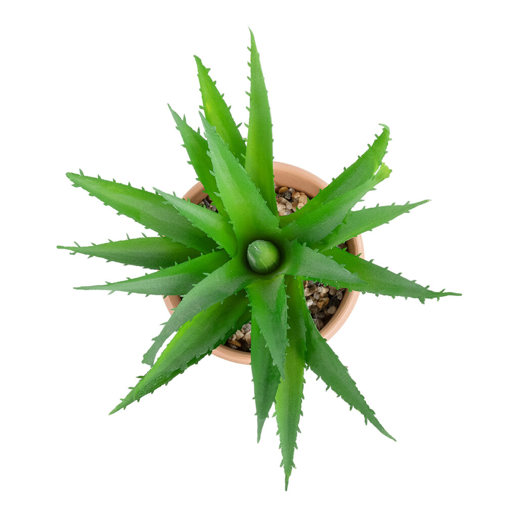 ΠΑΧΥΦΥΤΟ ALOE ΣΕ ΓΛΑΣΤΡΑΚΙ 21054 Διακοσμητικό Φυτό Αλόη Φ15 x Υ19cm